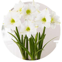 Amaryllis-asetelma
