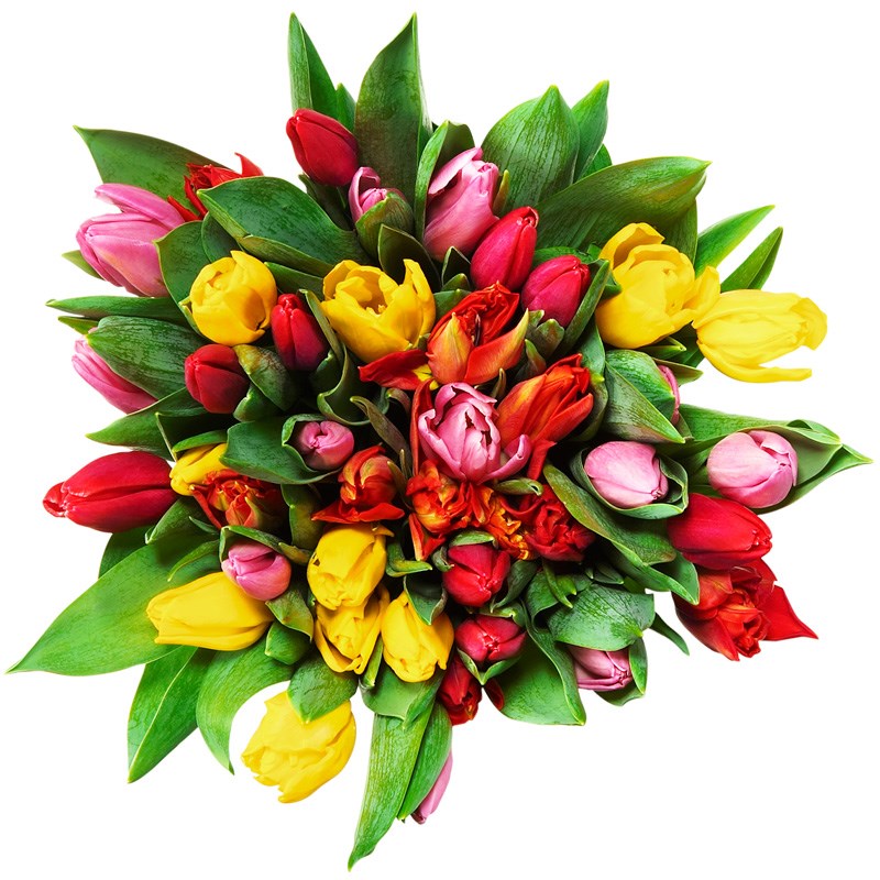 Tulppaanikimppu